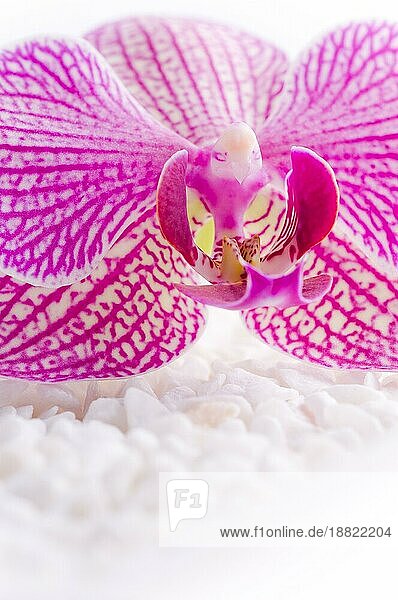 schöne rosa orchidee idyllisch auf weißen steinen