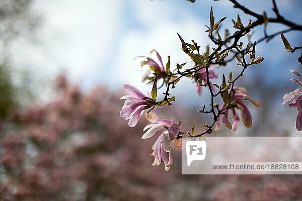 Frische Magnolienblüten im Freien im Frühling Nahaufnahme