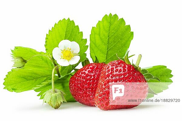 Frische Erdbeere Objekt auf einem weißen Hintergrund und mit weichen Schatten