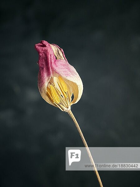 Alte verwelkte lila Tulpe auf einem dunklen Hintergrund  Vergangenheit Schönheit mit abstrakter Zerbrechlichkeit