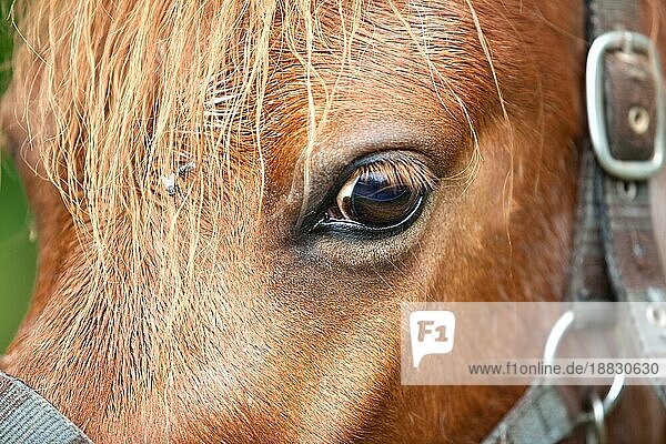 Detailaufnahme eines braunen Pferdes mit Kopf Auge und Mähne
