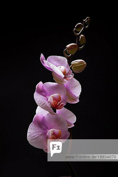 Orchidee Blumen vorschwarz Studio Schuss