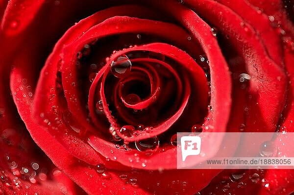 detail makro nasse rote rose mit starkem kontrast