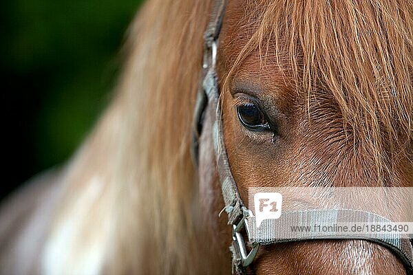 Detailaufnahme eines braunen Pferdes mit Kopf Auge und Mähne
