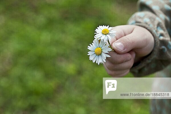 Kinderhand mit zwei Gänseblümchen im Frühling