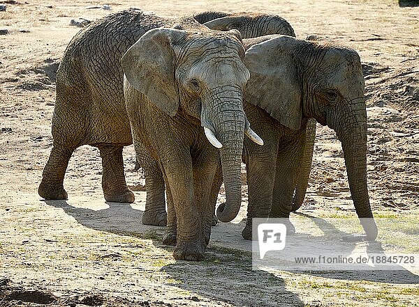 Gruppe afrikanischer Elefanten in natürlicher Umgebung