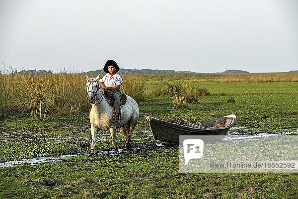 Junger Gaucho zieht mit seinem Pferd ein Boot mit Schilf  traditionelles Transportmittel  Puesto Mingo  Esteros del Iberá  bei Concepción del Yaguareté Corá  Provinz Corrientes  Argentinien  Südamerika