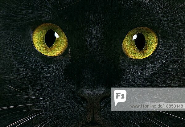 Schwarze Hauskatze  Nahaufnahme der Augen