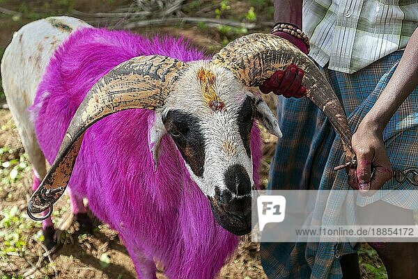 Ziege wartet auf kidaai Muttu Ziegenkampf bei Madurai  Tamil Nadu  Südindien  Indien  Asien