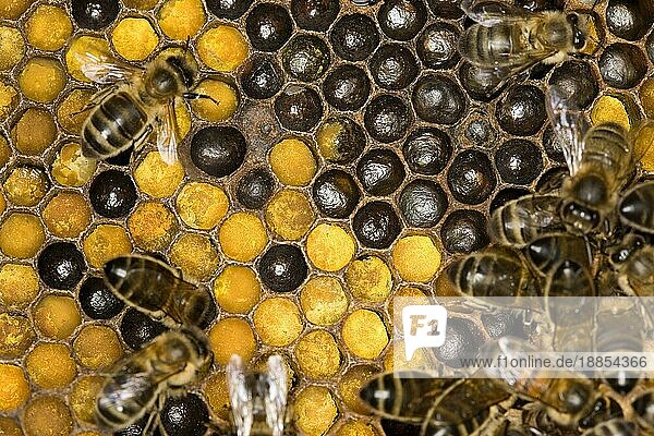 Honigbiene (apis mellifera)  Arbeiterinnen  die sich um Larven auf Brutwaben kümmern  Bienenstock in der Normandie