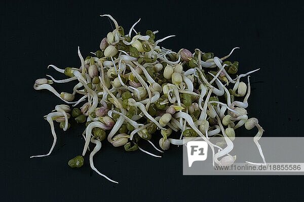 Mung bean sprouts (Vigna mungo) (Phaseolus mungo)  Mungobohnen  Sprossen  Jerusalembohnen (Phaseolus radiatus) Keimlinge  innen  Studio