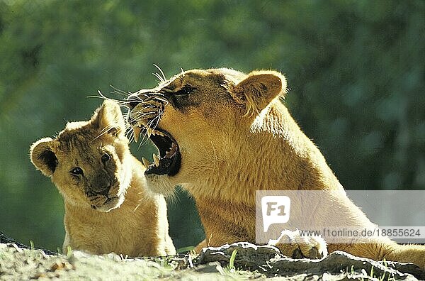 Afrikanischer Löwe (Panthera leo)  Jungtier und Mutter knurrend  Masai Mara Park in Kenia