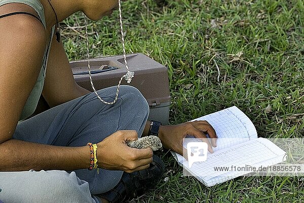 Biologe studiert Schwarzschimmer  rhynchops niger  Küken in der Hand  Los Lianos in Venezuela