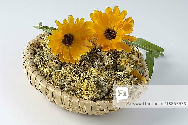 Dried Garden Marigold  Gemeine (Calendula officinalis) Ringelblume  getrocknet  innen  Studio