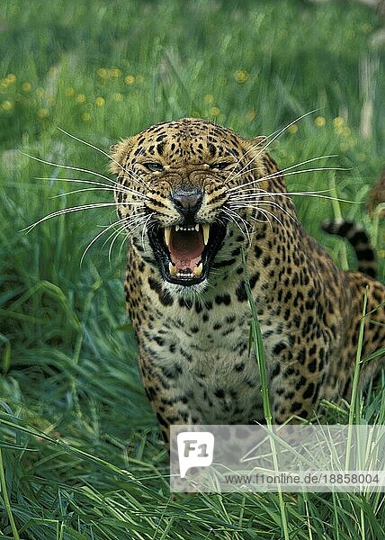 Leopard (panthera pardus)  adult Knurrend