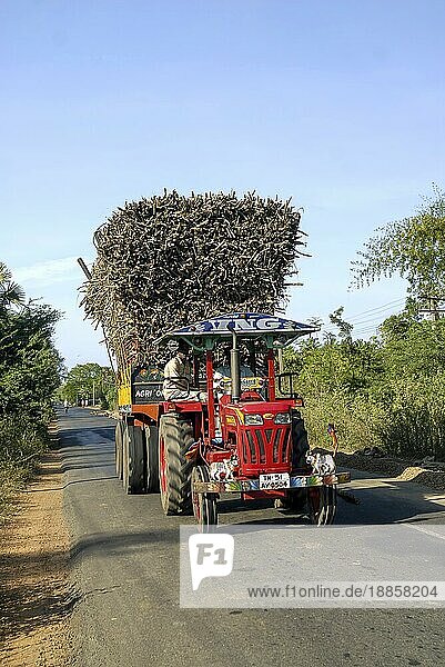 Ein Traktor beim Transport von überladenem Zuckerrohr in der Nähe von Neyveli  Vadalur  Tamil Nadu  Südindien  Indien  Asien