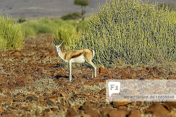 Namibia  Afrika. Springbockantilope  Afrika