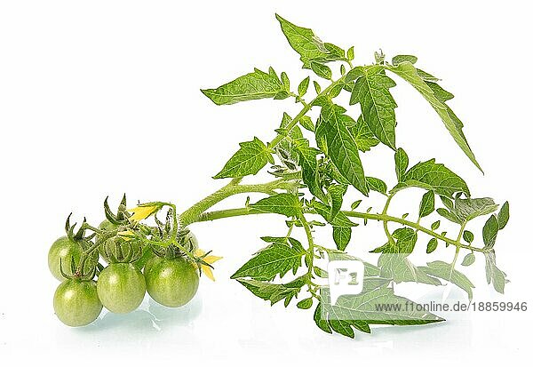 Grüne Tomaten Gemüse mit Blüte vor weißem Hintergrund