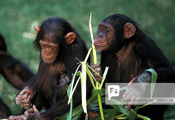 Schimpanse (Pan troglodytes)  adult fressen