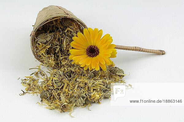 Dried Garden Marigold  Gemeine (Calendula officinalis) Ringelblume  getrocknet  innen  Studio