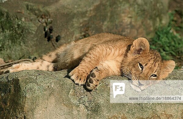 African Lion  cub nischer Löwe (Panthera leo)  Jungtiernischer Löwe