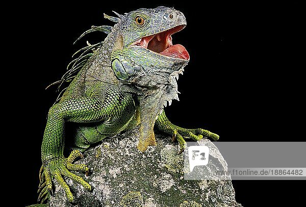 Grüner Leguan (iguana iguana)  Verteidigungshaltung  mit offenem Maul