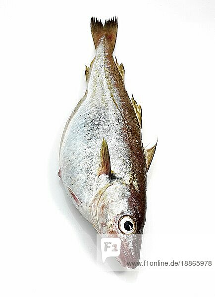 Wittling  merlangius merlangus  frischer Fisch vor weißem Hintergrund