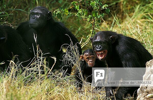 Schimpanse (Pan Troglodytes)  Gruppe mit einem Weibchen in aggressiver Haltung