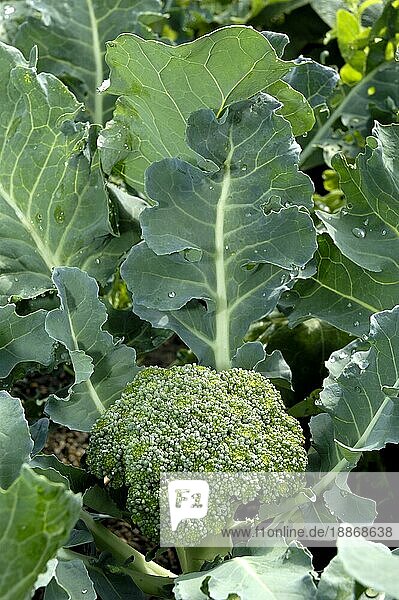 Brokkoli (Brassica oleracea var. italica)