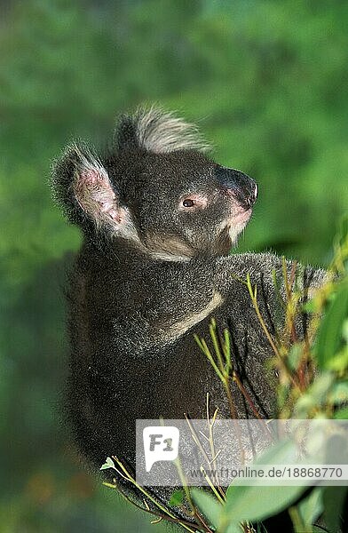 Koala (phascolarctos cinereus)  adult