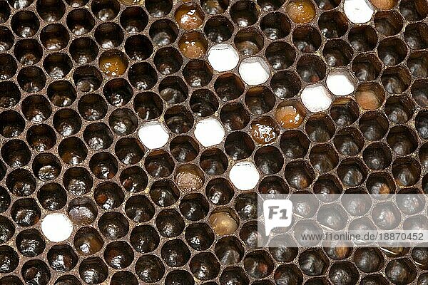 Honigbiene (apis mellifera)  Wabe mit Honig darin  Bienenstock in der Normandie