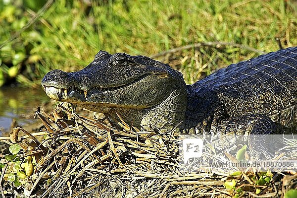 SPECTACLED CAIMAN (caiman crocodilus)  ERWACHSENER NIMMT EIN SONNENBAD  LOS LIANOS IN VENEZUELA