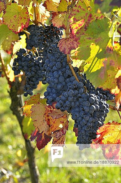 Reife Lembergertrauben am Stock  buntes Weinlaub