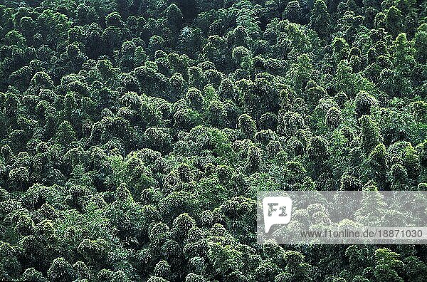 Tropischer Wald mit üppigen Bäumen  Hawaii