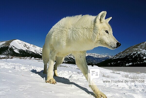 ARKTISCHER WOLF (canis lupus tundrarum)  adult IM SCHNEE GEGENÜBER DER BERGSTRASSE  ALASKA