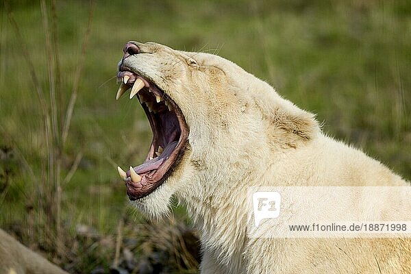 Weißer Löwe (panthera leo) krugensis  Weibchen gähnend