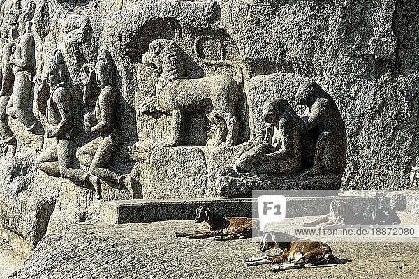 Mythologische geschnitzte Tier und Affe Pflege geschnitzt auf Arjunas Buße Abstieg des Ganges in Mahabalipuram Mamallapuram in der Nähe von Chennai  Tamil Nadu  Südindien  Indien. UNESCO-Weltkulturerbe