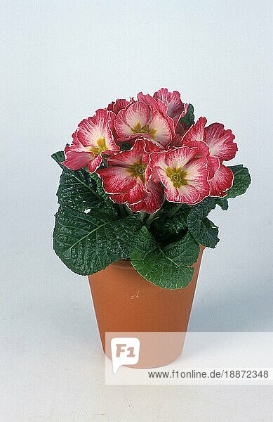 Primrose  Primel (Primula)  Blumen  Gartenpflanzen Primelgewächse (Primulaceae)  Frühling  Freisteller  Objekt  Blumentopf  innen  Studio