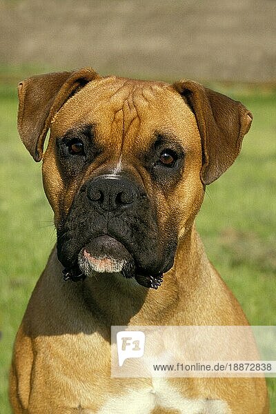 Boxer Hund  Porträt