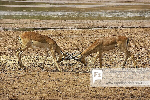 Impala (aepyceros) melampus  Männchen kämpfen  Masai Mara Park in Kenia