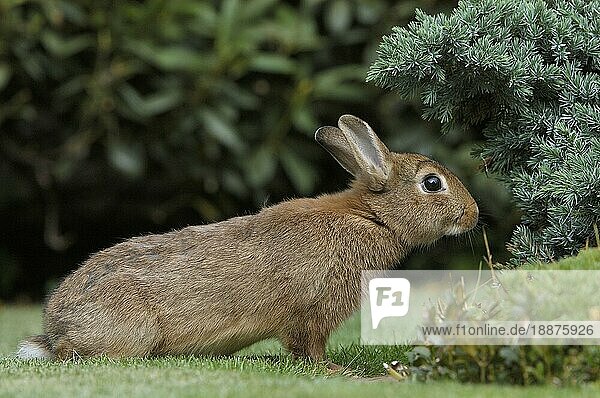 Dwarf Rabbit  Zwergkaninchen  Kaninchen  Hauskaninchen  seitlich  side  außen  outdoor