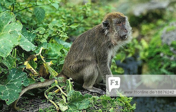 Langschwanzmakak (macaca fascicularis)  adult sitzend