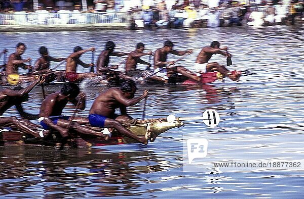 Ruderer Kopf an Kopf  Bootsrennen in Payippad bei Haripad  Kerala  Südindien  Indien  Asien