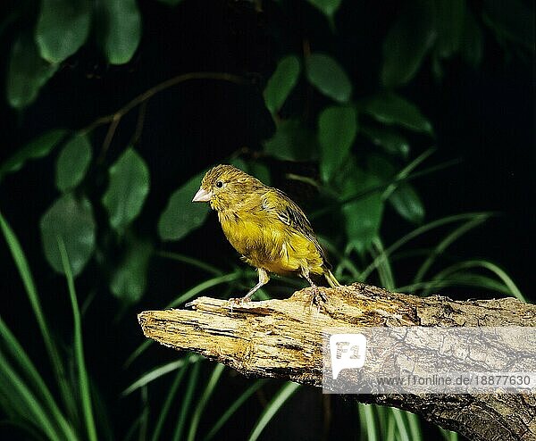 Harzer Kanarengirlitz (serinus canaria) oder Gesangskanarienvogel