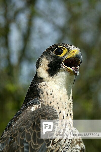 Wanderfalke (falco peregrinus)  Porträt eines Erwachsenen  rufend