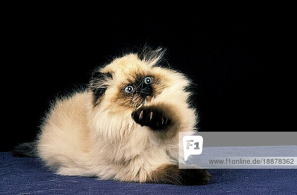 Colourpoint Persain Hauskatze  verängstigtes Kätzchen vor schwarzem Hintergrund