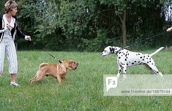 Shar Pei und Dalmatiner an der Leine mit Frau  Chinesischer Faltenhund  Shar-Pei  Leinenaggression