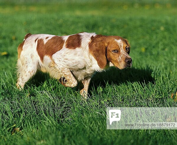 Brittany Spaniel  adult Vorstehhund