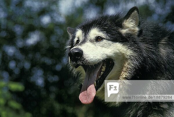 Alaskan Malamute Hund  Portrait eines Erwachsenen mit herausgestreckter Zunge