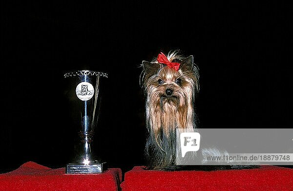 Yorkshire Terrier mit Pokal bei Hundeausstellung gewonnen